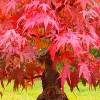 Acer atro pupurea